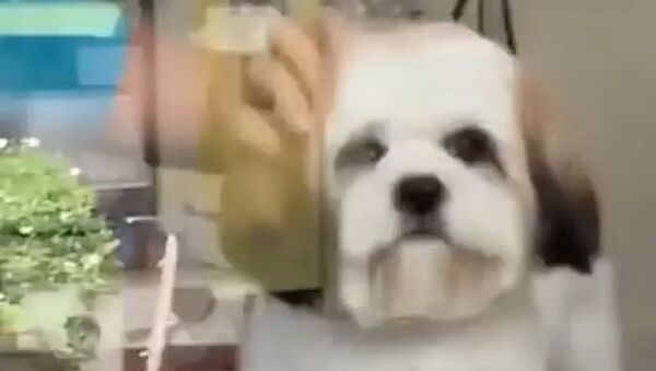 Say Cheese: Dog Smiles During Haircut - Sputnik International