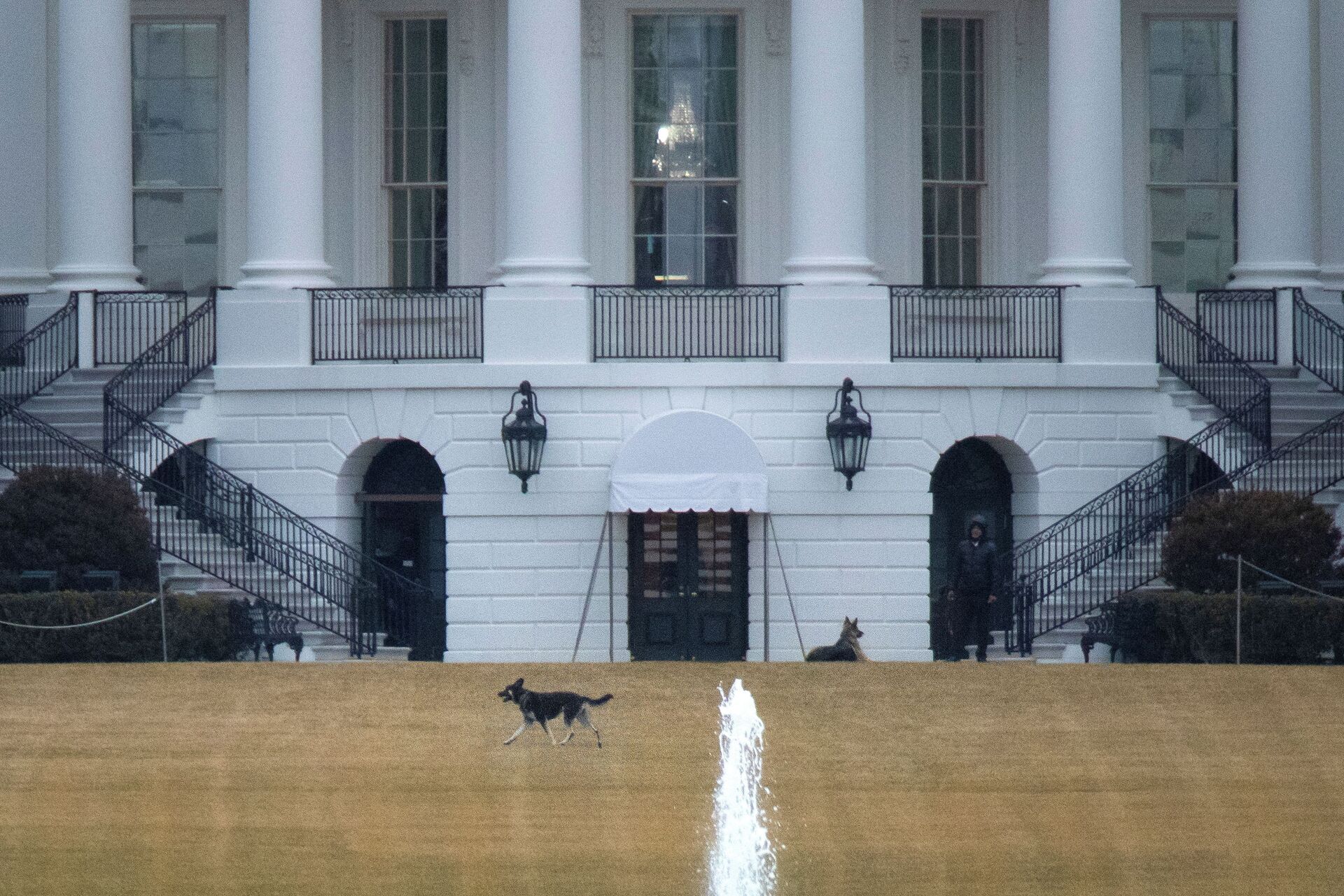 Bad Boy! Biden Dogs Reportedly Removed From White House After 'Biting Incident' - Sputnik International, 1920, 09.03.2021