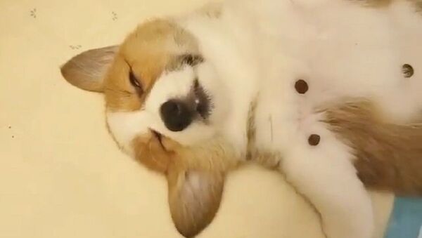 Guilty as charged - Sputnik International