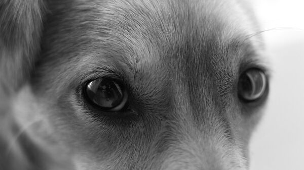Dog eyes - Sputnik International