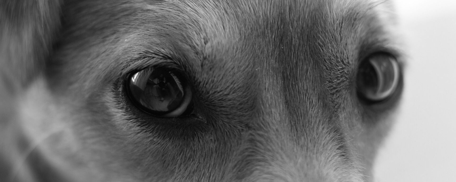 Dog eyes - Sputnik International, 1920, 29.03.2022