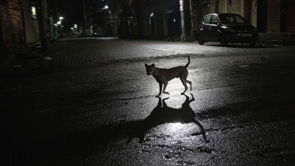 A stray dog crosses a deserted road during nationwide lockdown in Gauhati, India, Tuesday, May 5, 2020 - Sputnik International