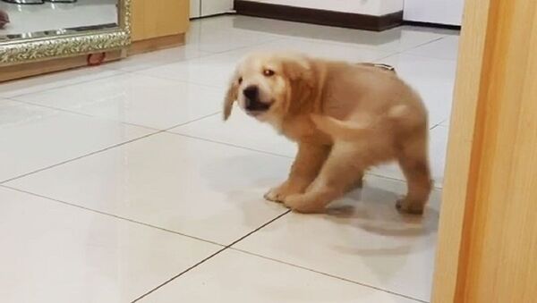 puppy - Sputnik International