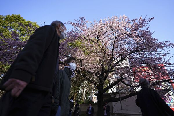 Sea of Pink and White: Japan Admires Early Cherry Blossoms. - Sputnik International
