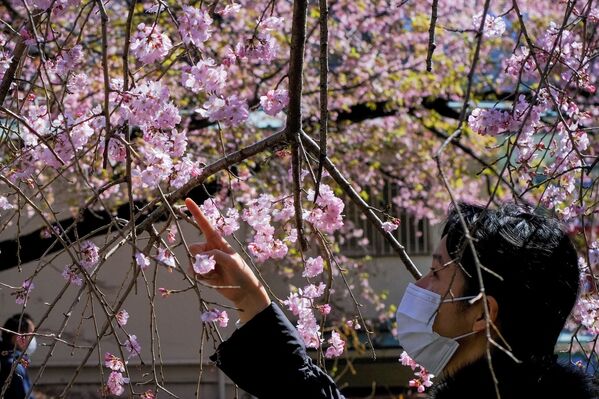 Sea of Pink and White: Japan Admires Early Cherry Blossoms. - Sputnik International