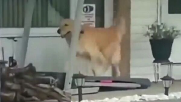 Dog - Sputnik International