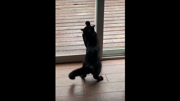  Kitten Doesn't Understand Glass Yet || ViralHog - Sputnik International