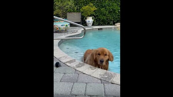 Doggy Doesn't Want to Get Out of Pool || ViralHog - Sputnik International