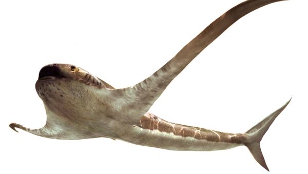 The life reconstruction of the unusual shark Aquilolamna milarcae, which lived during the Cretaceous Period at the same time as the dinosaurs, is seen in this undated handout image. Its fossil was discovered in northeastern Mexico. - Sputnik International