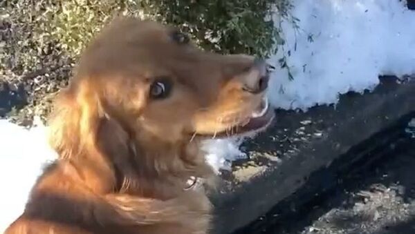 This is Roxy - Sputnik International