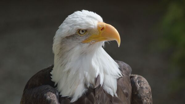 Bald eagle (Haliaeetus leucocephalus) at the Hawk Conservancy Trust, Andover. - Sputnik International
