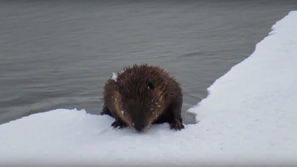 Perplexed Beaver Reflects on 'Gravity of Situation' After Crust of Ice Collapses Under Its Weight - Sputnik International