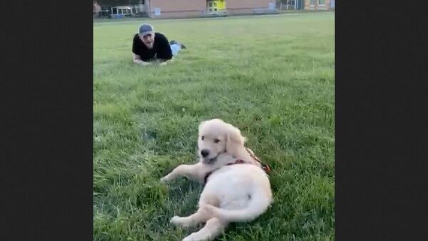 Dog - Sputnik International