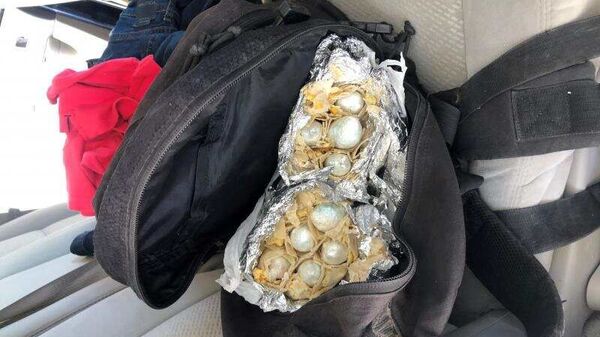 BP agents found five pounds of fentanyl stuffed inside of burritos. - Sputnik International