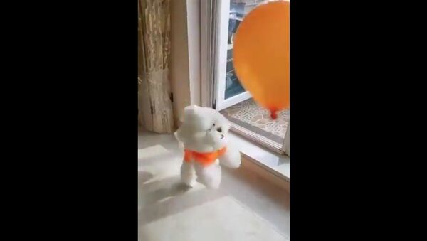 Vida Animal - Sputnik International