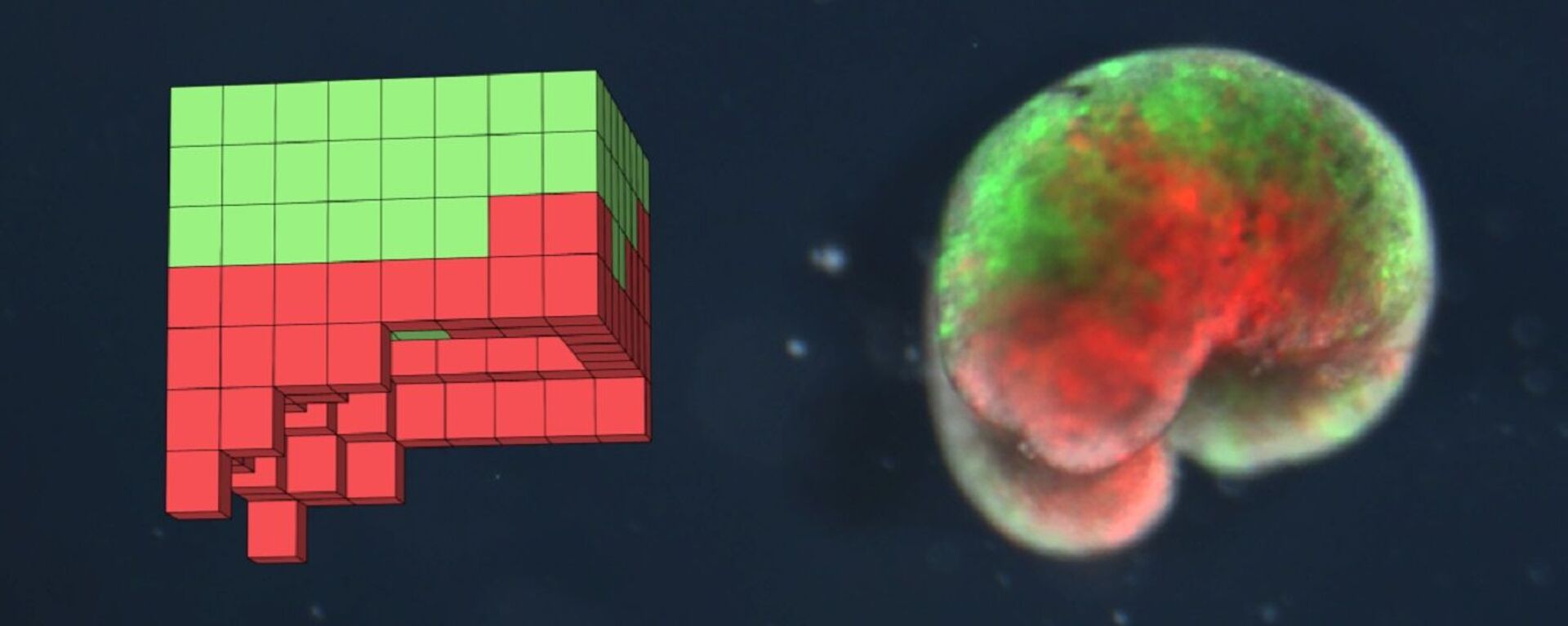  A computer-designed organism. Left: the design discovered by the computational search method in simulation. Right: the deployed physical organism, built completely from biological tissue (frog skin (green) and heart muscle (red)) - Sputnik International, 1920, 30.11.2021