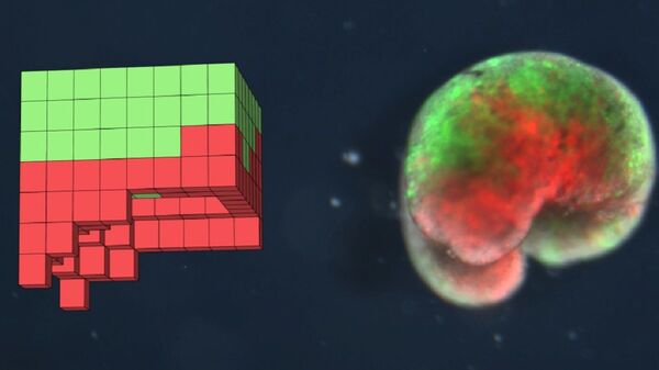  A computer-designed organism. Left: the design discovered by the computational search method in simulation. Right: the deployed physical organism, built completely from biological tissue (frog skin (green) and heart muscle (red)) - Sputnik International