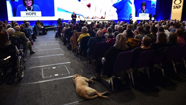 A dog sleeps in the aisle as delegates listen on the final day of the Scottish National Party (SNP) Spring conference in Edinburgh on April 28, 2019 - Sputnik International