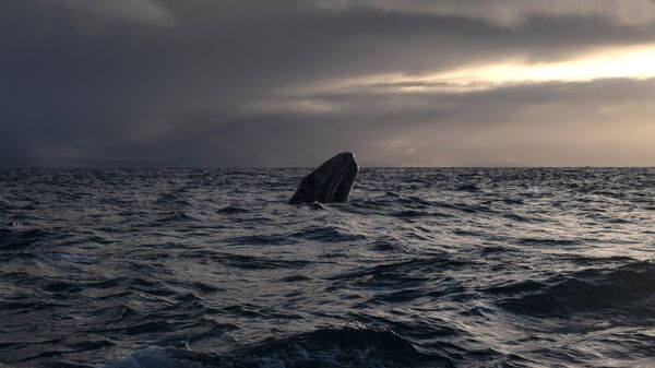 Серый кит в лагуне Ojo de Liebre в Мексике  - Sputnik International
