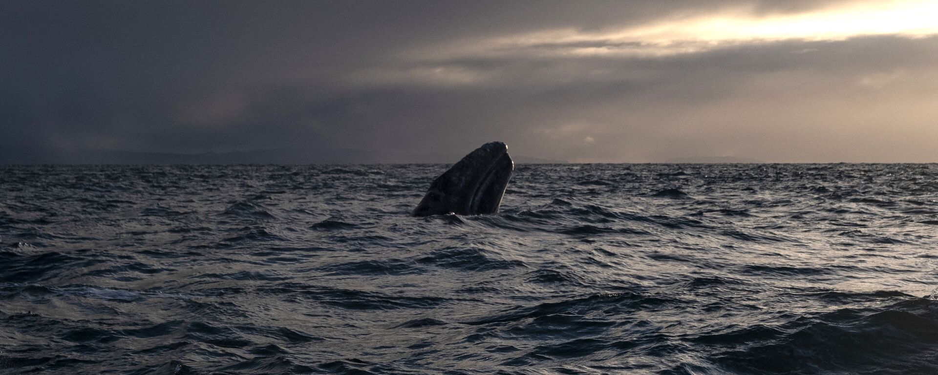 Серый кит в лагуне Ojo de Liebre в Мексике  - Sputnik International, 1920, 17.11.2023