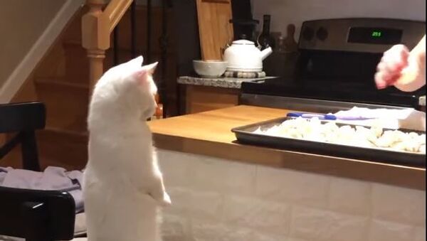 Cat-atonic Trance: Adorable Feline Hypnotised by Cooking Process - Sputnik International