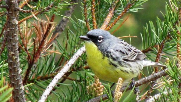 FILE - In this May 19, 2008, file photo, a Kirtland's warbler perches on a branch in the jack pine forests of northern Michigan near Mio, Mich. Federal officials on Wednesday, April 11, 2018, said that it is time to drop the colorful songbird from the endangered species list. The warbler was on the brink of extinction 30 years ago.  (AP Photo/John Flesher, File) - Sputnik International
