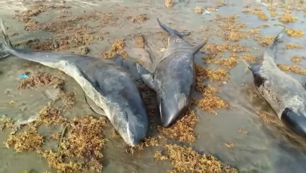 Over 60 dolphins, large fish wash ashore dead in Axim, Osu and Keta in 2 days - Sputnik International