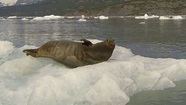 A happy seal enjoys a clear sunny day - Sputnik International