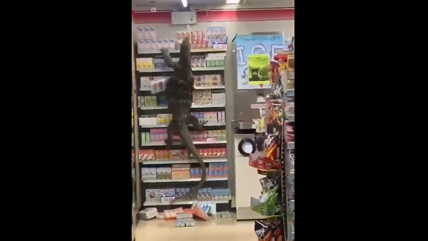 Screenshot from a video showing a giant lizard rampaging inside a 7-Eleven store in Thailand - Sputnik International