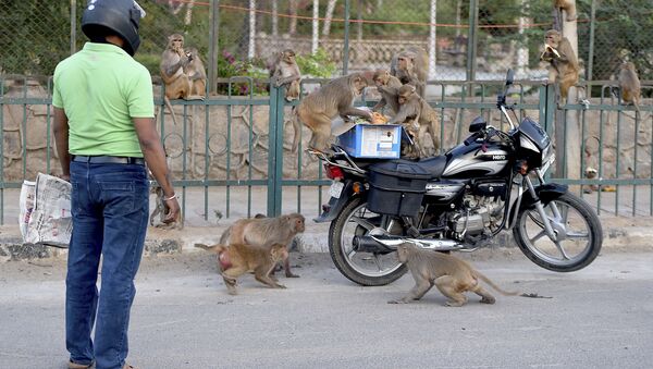 A man feeds monkeys during a government-imposed nationwide lockdown as a preventive measure against the COVID-19 coronavirus in New Delhi on April 10, 2020 - Sputnik International