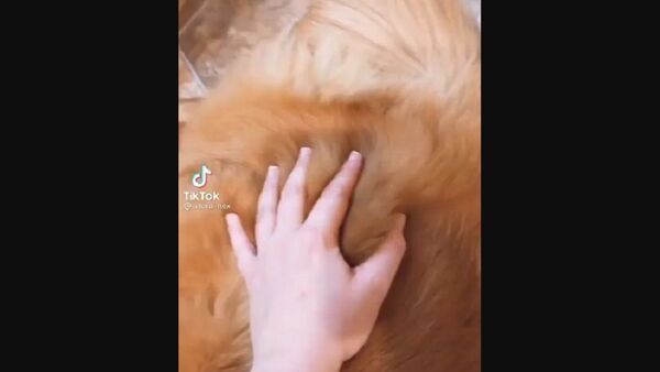 Retriever - Sputnik International