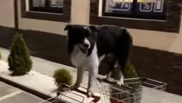 Dog - Sputnik International