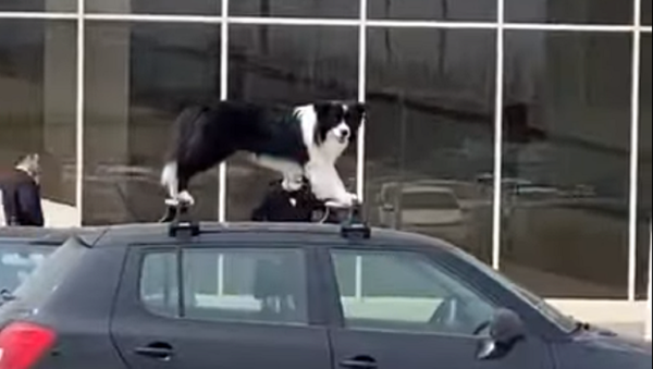 Woof Rack: Amusing Doggo Spotted Atop a Car - Sputnik International