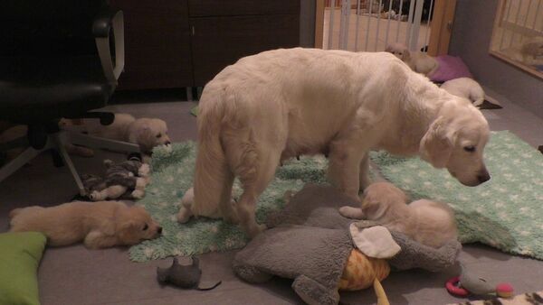 How an experienced dog mother teaches her 8 weeks old puppies to be calm  - Sputnik International