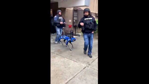 Screenshot captures moment that officers with the New York Police Department tapped on the services of a Boston Dynamics Digidog during a dispatch response to a Manhattan public housing residence. - Sputnik International