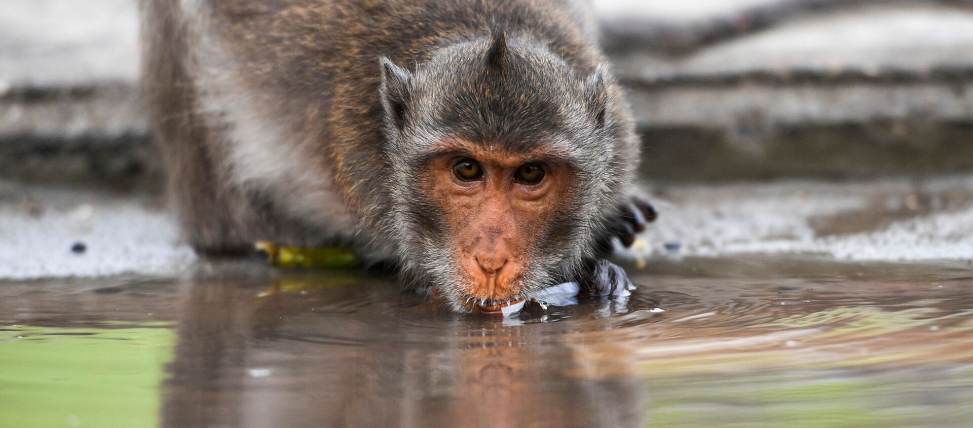 A long-tailed macaque drinks water in a mangrove near Bang Khun Thian on World Water Day at the outskirts of Bangkok, Thailand March 22, 2021. - Sputnik International, 1920, 16.04.2021