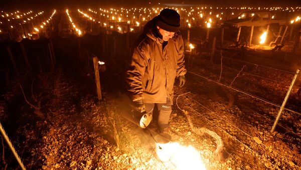 Chablis winemakers light up candles, heaters to save vines from frost outside Chablis - Sputnik International