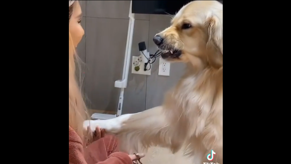 Golden retriever - Sputnik International