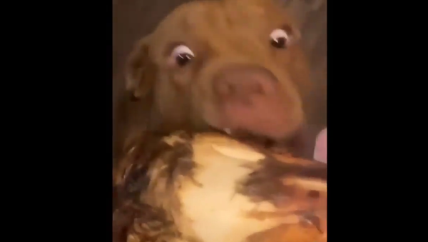 Pit Bull - Sputnik International