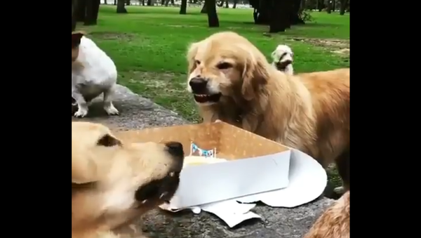 Angry golden retriever - Sputnik International