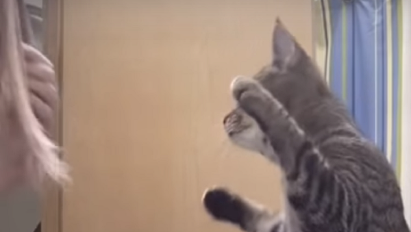 Cute Tabby Cat Mimics Owner Brushing Her Hair - Sputnik International