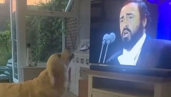 Best thing I've seen today - Sputnik International