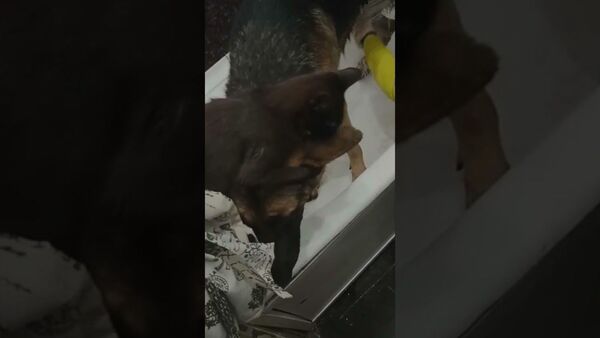 Kitty Helps to Clean the Dog || ViralHog - Sputnik International