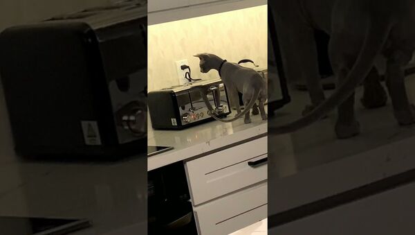 Curious Cat Startled by Toaster Popping || ViralHog - Sputnik International