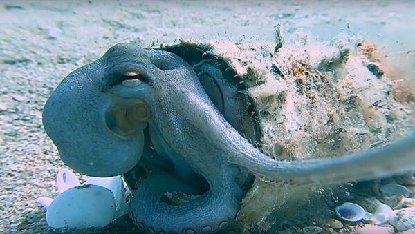   Baby Octopus Resting in New Aluminum Can Home || ViralHog - Sputnik International