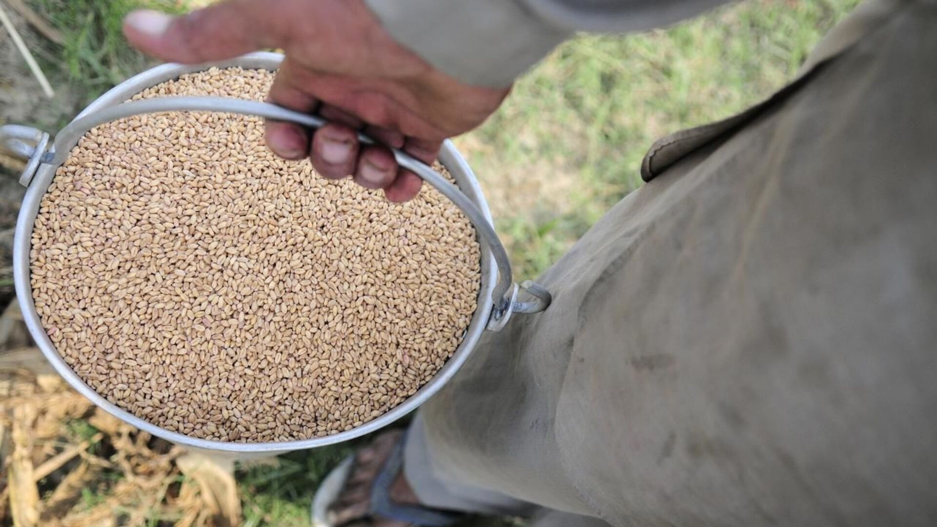 Wheat seed for planting near Sangrur, SE Punjab, India - Sputnik International, 1920, 14.05.2022