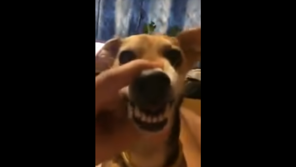 Angry Dog - Sputnik International