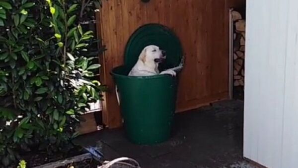 Dog - Sputnik International