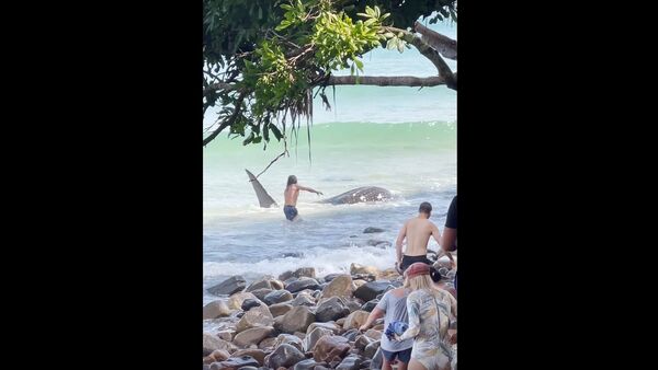 Good Samaritans Save Beached Whale Shark || ViralHog - Sputnik International