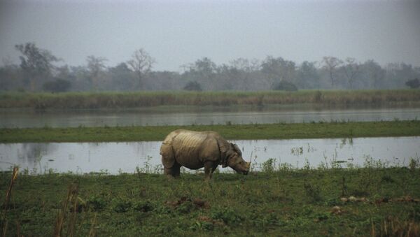 Kaziranga National Park is situated on the south bank of the Brahmaputra river in Assam, India. - Sputnik International